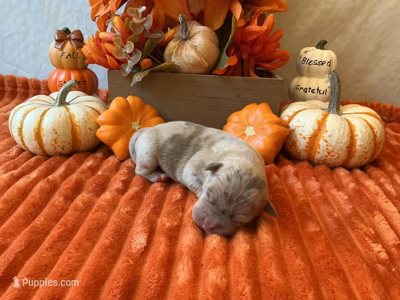 Male 3💙, a male American Bully and American Pit Bull Terrier for sale in Yorktown, VA – 1 of 3