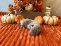 Male 3💙, a male American Bully and American Pit Bull Terrier for sale in Yorktown, VA – 1 of 3