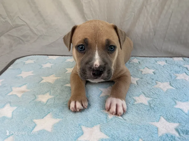 Male 2🩵 – American Pit Bull Terrier puppy for sale in Yorktown, VA
