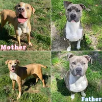 Male 3🩵, a male American Pit Bull Terrier for sale in Yorktown, VA – Photo 4 of 4