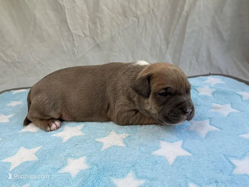 Male 3🩵 – American Pit Bull Terrier puppy for sale in Yorktown, VA