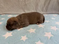 Male 3🩵, a male American Pit Bull Terrier for sale in Yorktown, VA – Photo 3 of 4