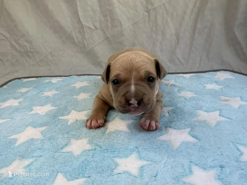 Male 1🩵 – American Pit Bull Terrier puppy for sale in Yorktown, VA