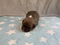 Male 3🩵, a male American Pit Bull Terrier for sale in Yorktown, VA – Photo 2 of 4