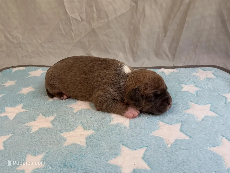 Male 3🩵 – American Pit Bull Terrier puppy for sale in Yorktown, VA