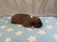 Male 3🩵, a male American Pit Bull Terrier for sale in Yorktown, VA – Photo 1 of 4