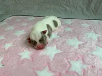 Female 1 🩷, a female American Staffordshire Terrier and American Pit Bull Terrier for sale in Yorktown, VA – Photo 2 of 5