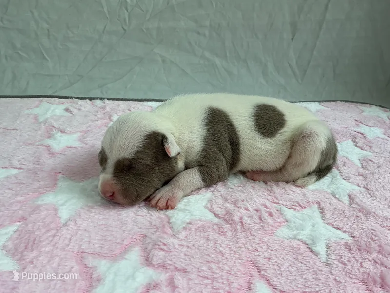 Female 1 🩷 – American Staffordshire Terrier, American Pit Bull Terrier puppy on hold in Yorktown, VA