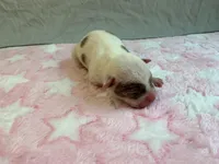 Female 1 🩷, a female American Staffordshire Terrier and American Pit Bull Terrier for sale in Yorktown, VA – Photo 3 of 5