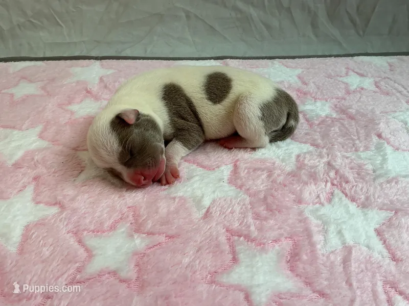 Female 1 🩷 – American Staffordshire Terrier, American Pit Bull Terrier puppy on hold in Yorktown, VA