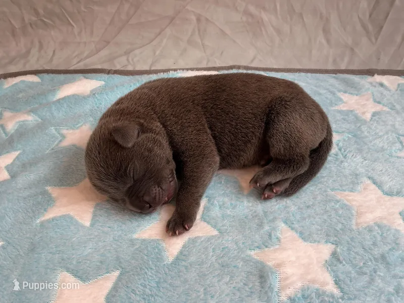 Male 3💙 – American Staffordshire Terrier, American Pit Bull Terrier puppy for sale in Yorktown, VA