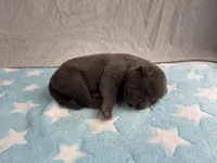 Male 3💙, a male American Staffordshire Terrier and American Pit Bull Terrier for sale in Yorktown, VA – Photo 3 of 8