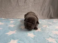 Male 3💙, a male American Staffordshire Terrier and American Pit Bull Terrier for sale in Yorktown, VA – Photo 4 of 8