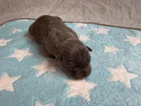 Male 3💙, a male American Staffordshire Terrier and American Pit Bull Terrier for sale in Yorktown, VA – Photo 2 of 5