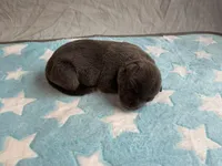 Male 3💙, a male American Staffordshire Terrier and American Pit Bull Terrier for sale in Yorktown, VA – Photo 3 of 5