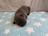 Male 3💙, a male American Staffordshire Terrier and American Pit Bull Terrier for sale in Yorktown, VA – Photo 2 of 8