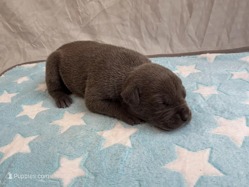 Male 3💙 – American Staffordshire Terrier, American Pit Bull Terrier puppy for sale in Yorktown, VA