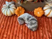Male 4💙, a male American Bully and American Pit Bull Terrier for sale in Yorktown, VA – 2 of 3