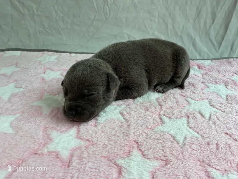 Female 2🩷 – American Staffordshire Terrier, American Pit Bull Terrier puppy for sale in Yorktown, VA