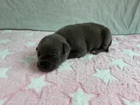 Female 2🩷, a female American Staffordshire Terrier and American Pit Bull Terrier for sale in Yorktown, VA – Photo 1 of 8