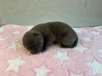 Female 2🩷, a female American Staffordshire Terrier and American Pit Bull Terrier for sale in Yorktown, VA – Photo 3 of 8