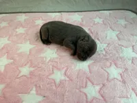 Female 2🩷, a female American Staffordshire Terrier and American Pit Bull Terrier for sale in Yorktown, VA – Photo 3 of 5