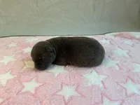 Female 2🩷, a female American Staffordshire Terrier and American Pit Bull Terrier for sale in Yorktown, VA – Photo 4 of 8