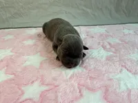 Female 2🩷, a female American Staffordshire Terrier and American Pit Bull Terrier for sale in Yorktown, VA – Photo 2 of 5