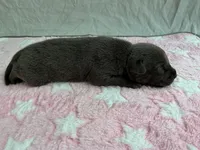 Female 2🩷, a female American Staffordshire Terrier and American Pit Bull Terrier for sale in Yorktown, VA – Photo 2 of 8