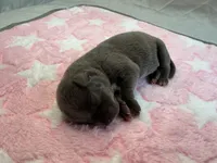 Female 2🩷, a female American Staffordshire Terrier and American Pit Bull Terrier for sale in Yorktown, VA – Photo 1 of 5