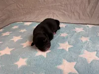 Male 7💙, a male American Staffordshire Terrier and American Pit Bull Terrier for sale in Yorktown, VA – Photo 2 of 5