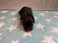 Male 7💙, a male American Staffordshire Terrier and American Pit Bull Terrier for sale in Yorktown, VA – Photo 3 of 5