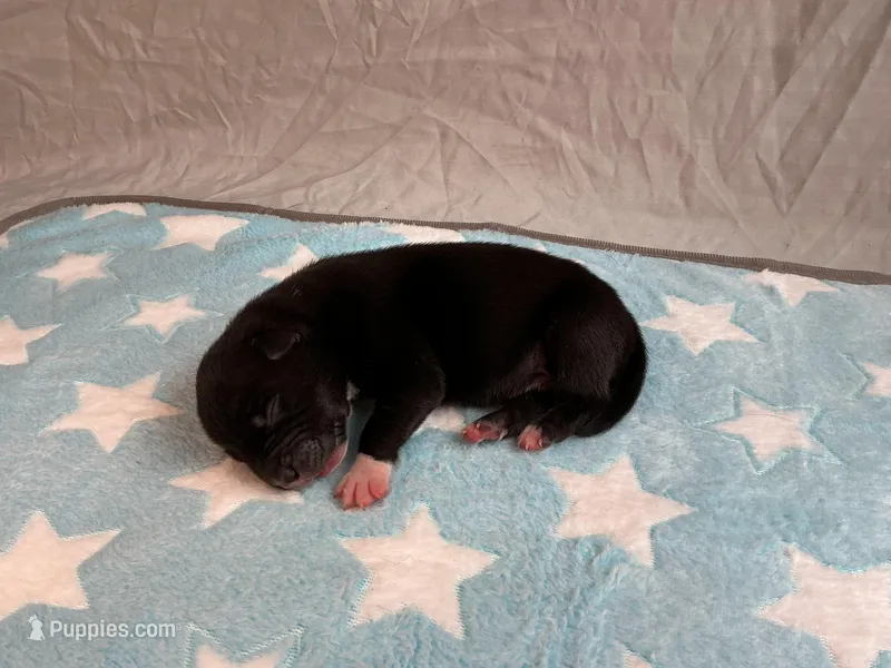 Male 7💙 – American Staffordshire Terrier, American Pit Bull Terrier puppy for sale in Yorktown, VA