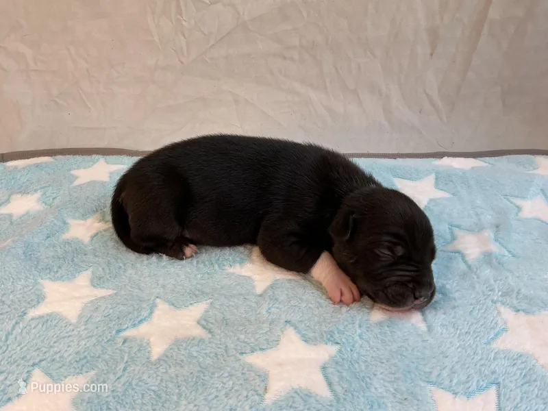 Male 7💙 – American Staffordshire Terrier, American Pit Bull Terrier puppy for sale in Yorktown, VA