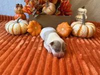 Male 2💙, a male American Bully and American Pit Bull Terrier for sale in Yorktown, VA – 2 of 3