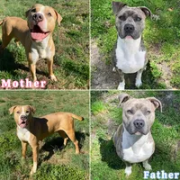 Male 3💙, a male American Bully and American Pit Bull Terrier for sale in Yorktown, VA – 3 of 3