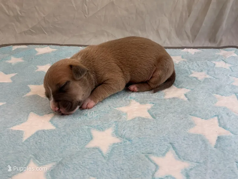 Male 2🩵 – American Pit Bull Terrier puppy for sale in Yorktown, VA