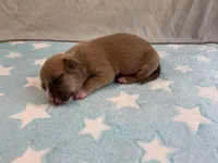 Male 2🩵, a male American Pit Bull Terrier for sale in Yorktown, VA – Photo 1 of 4