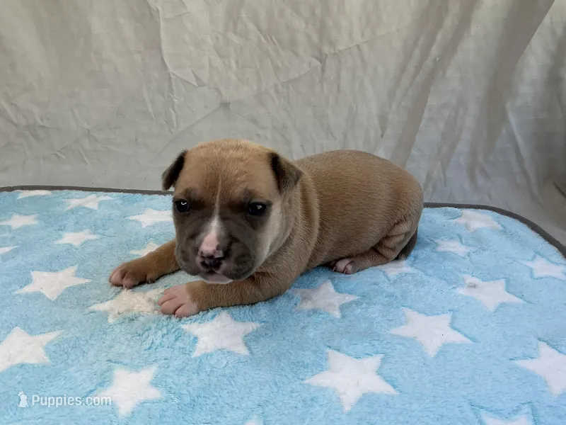 Male 2🩵 – American Pit Bull Terrier puppy for sale in Yorktown, VA
