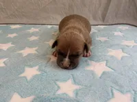 Male 2🩵, a male American Pit Bull Terrier for sale in Yorktown, VA – Photo 2 of 4