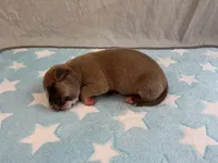 Male 2🩵, a male American Pit Bull Terrier for sale in Yorktown, VA – Photo 3 of 4