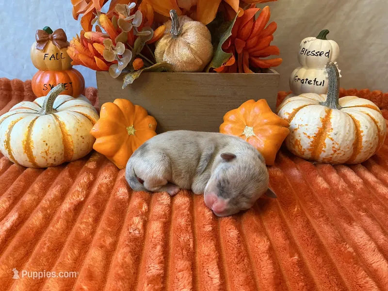 Female 2🩷, a female American Bully and American Pit Bull Terrier for sale in Yorktown, VA – 1 of 3