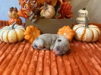 Female 2🩷, a female American Bully and American Pit Bull Terrier for sale in Yorktown, VA – 1 of 3