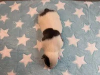 Male 2💙, a male American Staffordshire Terrier and American Pit Bull Terrier for sale in Yorktown, VA – Photo 3 of 5