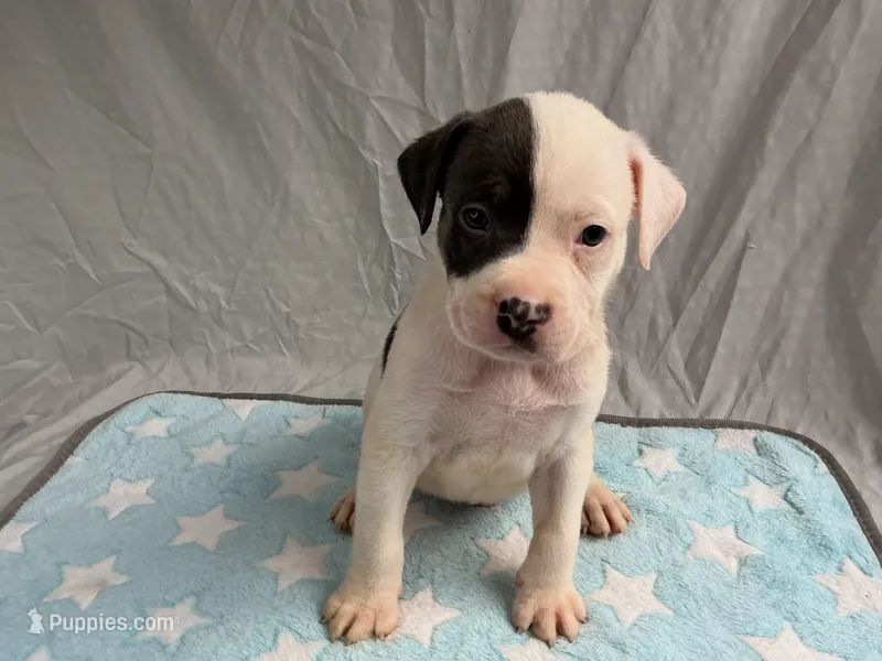 Male 2💙 – American Staffordshire Terrier, American Pit Bull Terrier puppy on hold in Yorktown, VA