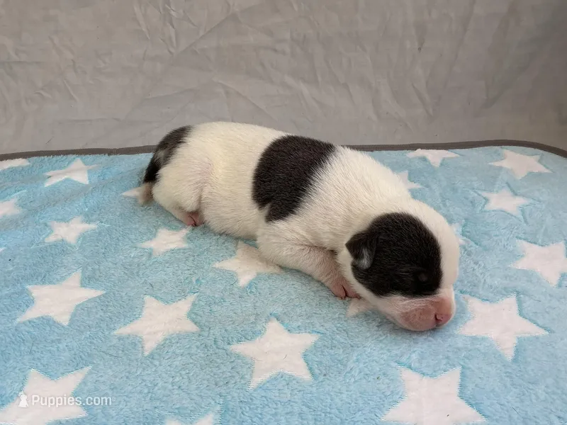 Male 2💙 – American Staffordshire Terrier, American Pit Bull Terrier puppy for sale in Yorktown, VA