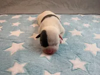 Male 2💙, a male American Staffordshire Terrier and American Pit Bull Terrier for sale in Yorktown, VA – Photo 2 of 5