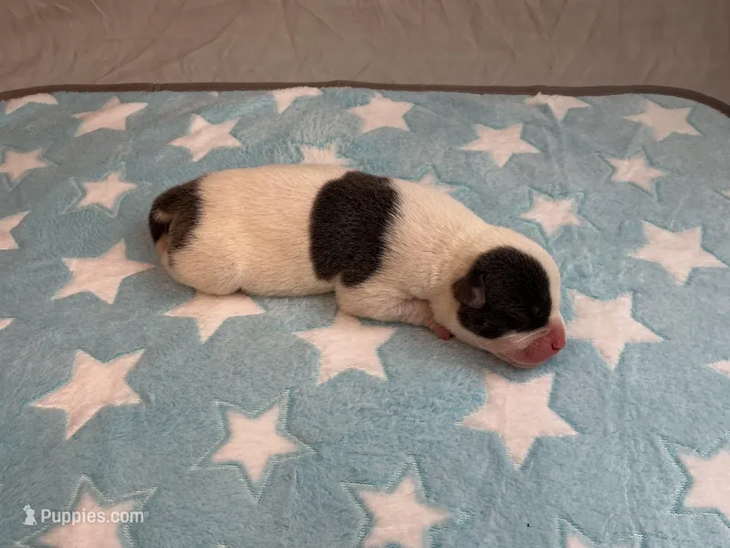 Male 2💙 – American Staffordshire Terrier, American Pit Bull Terrier puppy for sale in Yorktown, VA