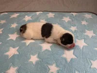 Male 2💙, a male American Staffordshire Terrier and American Pit Bull Terrier for sale in Yorktown, VA – Photo 1 of 5