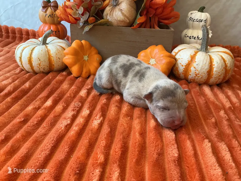 Male 4💙, a male American Bully and American Pit Bull Terrier for sale in Yorktown, VA – 1 of 3